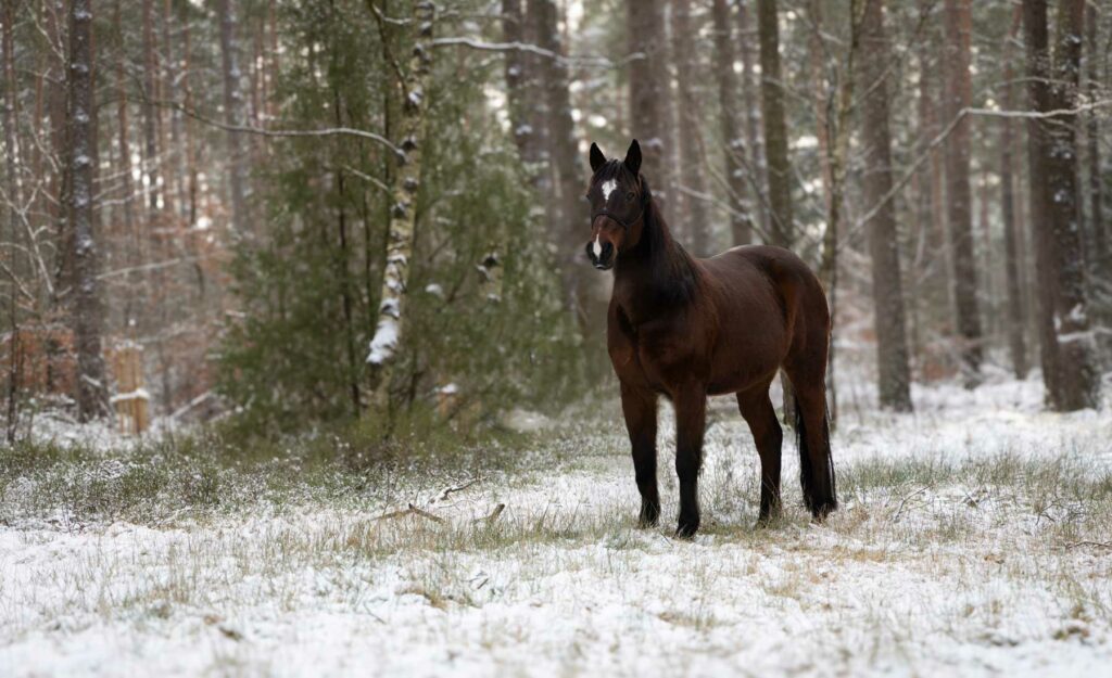 Pferd steht im verschneiten Wald,