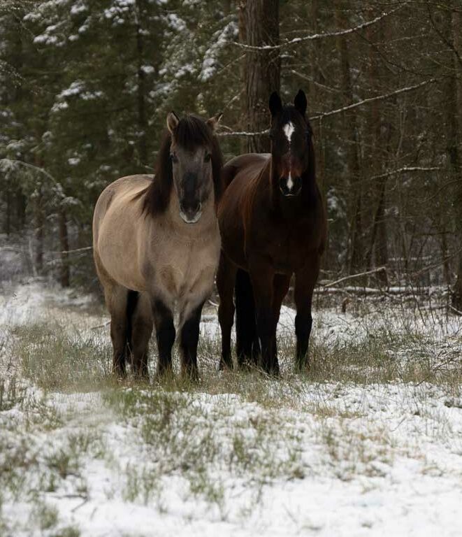 Zwei Pferde in einem Wald